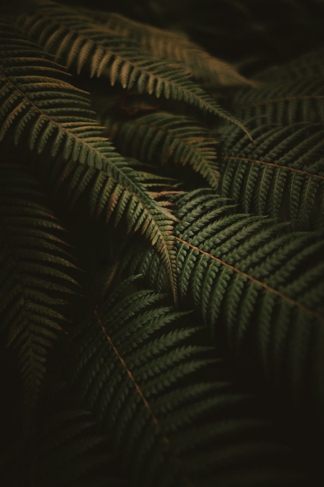 羊毛地毯如何清洗